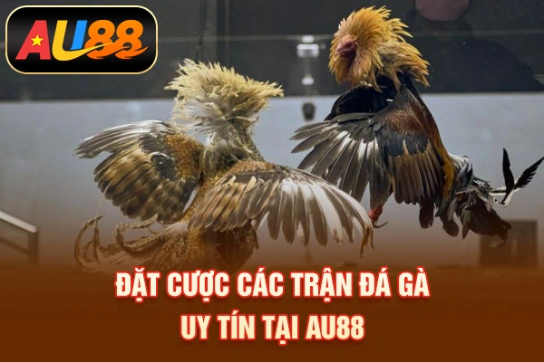 Cách Đá Gà Mạng Luôn Thắng Tại AU88 Cho Người Mới Đặt cược các trận đá gà uy tín tại AU88
