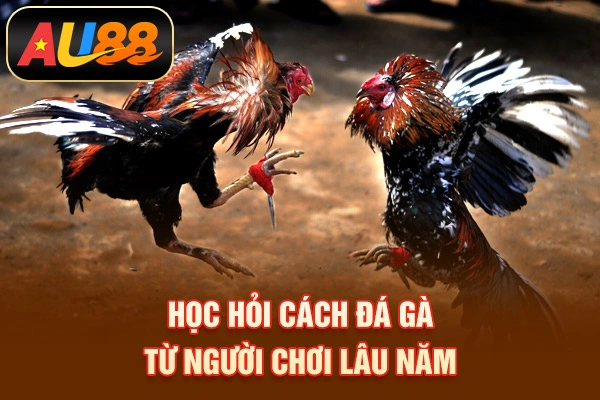 Cách Đá Gà Mạng Luôn Thắng Tại AU88 Cho Người Mới Học hỏi cách đá gà từ người chơi lâu năm