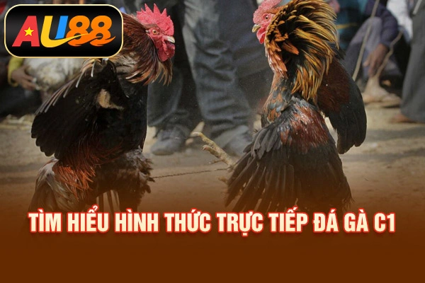 Tìm hiểu hình thức trực tiếp đá gà C1